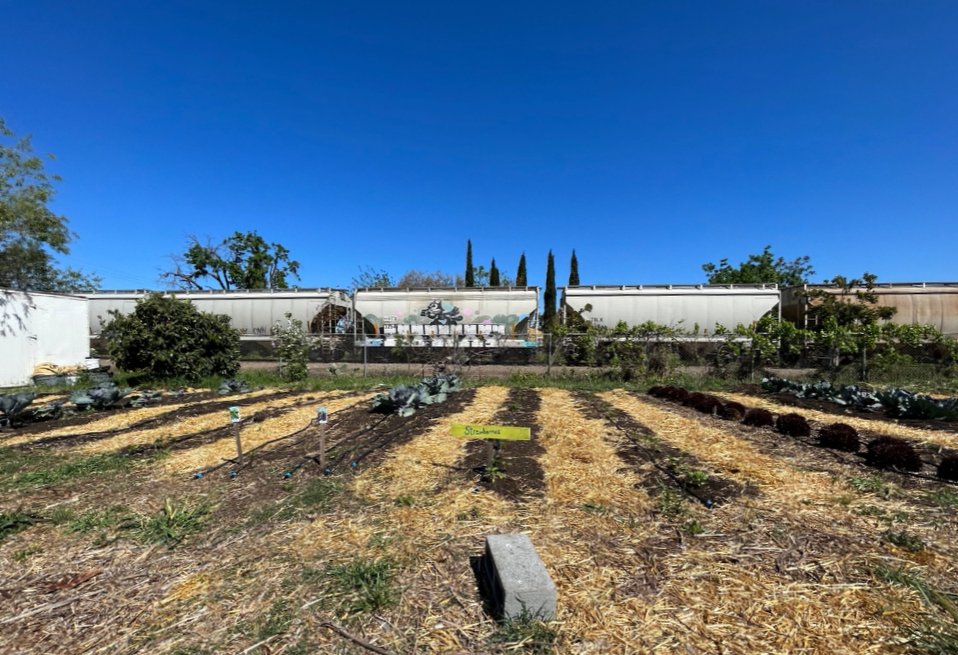 <br />
Pictured: A community farm in South Stockton with six rows is brown with no plants growing. Behind it is a railway and train with four cars showing. The sky is bright blue.